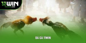 Đá Gà 11win - Trải Nghiệm Đỉnh Cao Tại Sân Chơi Uy Tín
