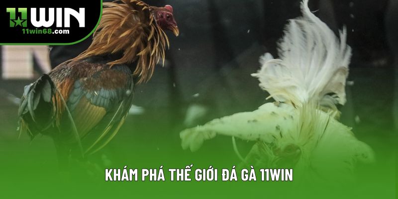 Khám phá thế giới đá gà 11win